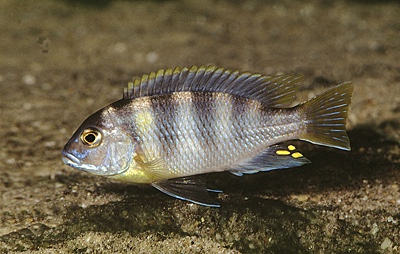 Maylandia lanisticola 'Crocodile Rocks'
